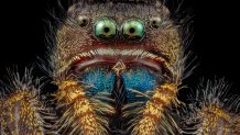 A bold jumping spider at four times the magnification.