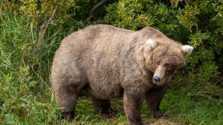 Grazer the bear ready for Fat Bear Week 2022.