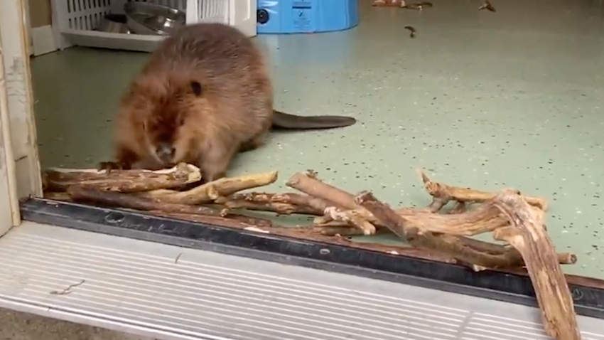 Beaver building a dam inside a room