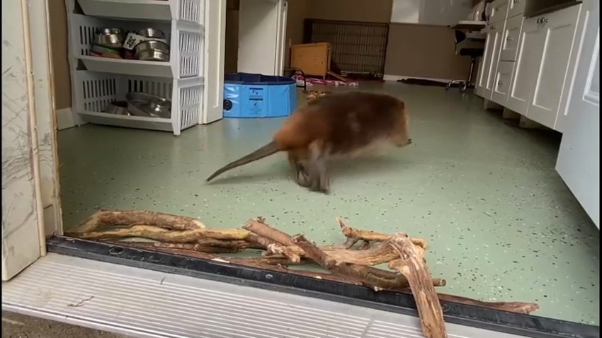 Nibi, a wild beaver at Newhouse Wildlife Rescue in Chelsmford, Massachusetts, jumps as she builds a dam at the animal rescue.