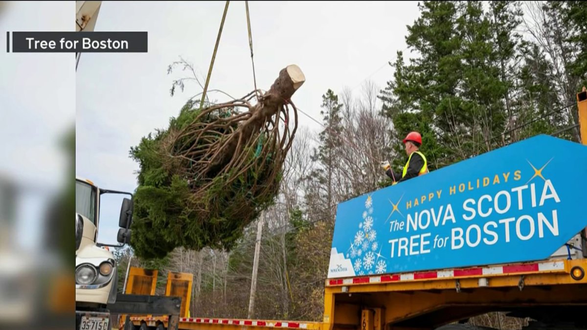 ‘Tree for Boston’ Cut, Now in Halifax for Sendoff NBC Boston