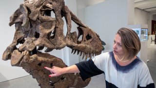 Cassandra Hatton, senior vice president, global head of department, Science and Popular Culture at Sotheby's, points at two large puncture holes likely from a fight with another dinosaur, on a Tyrannosaurus rex skull excavated from Harding County, South Dakota, in 2020-2021, in New York City on Friday, Nov. 4, 2022.
