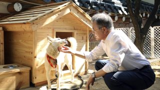 In this photo provided on Oct. 2018, by South Korea Presidential Blue House, South Korean President Moon Jae-in touches a white Pungsan dog, named Gomi, from North Korea, in Seoul, South Korea.