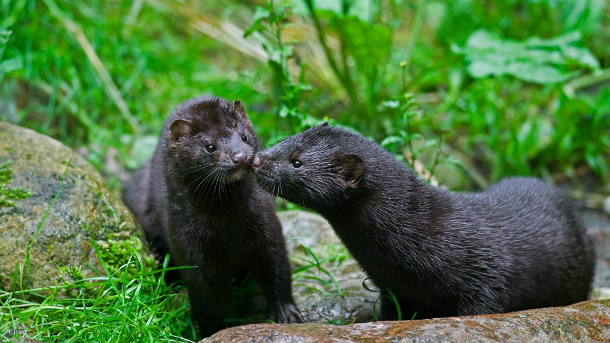 Thousands of Mink Set Loose From Ohio Farm NBC Boston