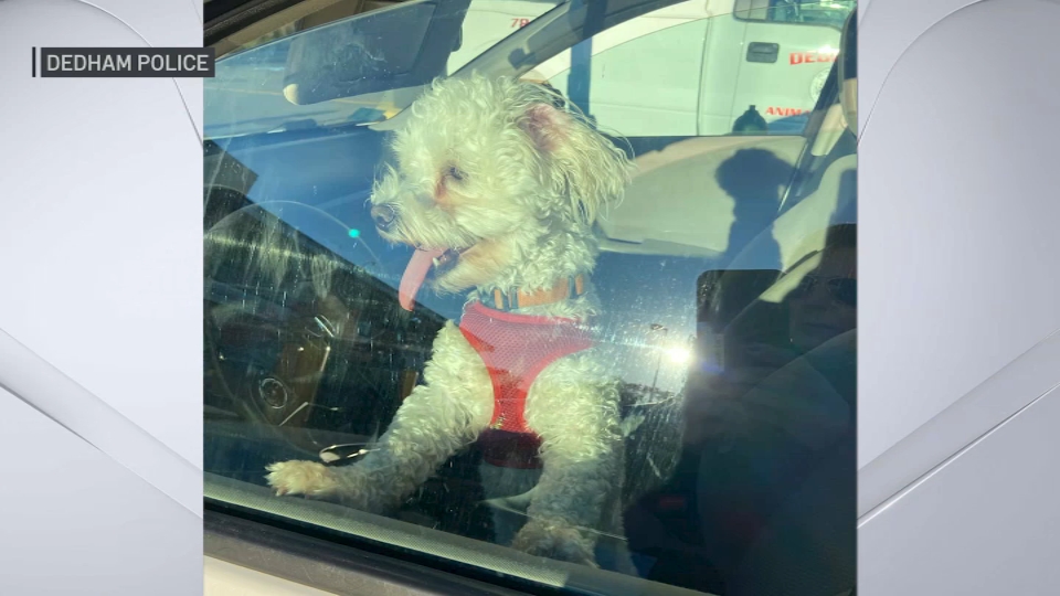Amid Record November Warmth, Dog Rescued From Hot Car at Legacy Place in Dedham