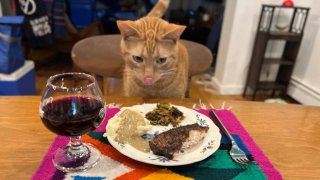 Smells, the family cat found in a checked bag at JFK Airport, gets a Thanksgiving feast in Brooklyn.