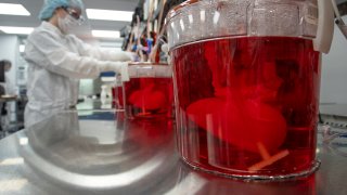 A technician works with bioreactors containing pig kidneys