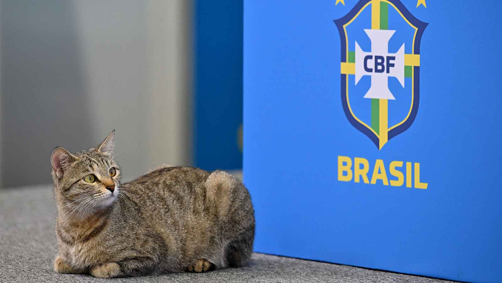 Brazilian Official Throws Cat in Press Conference, Fans Left in Shock – NBC  Los Angeles