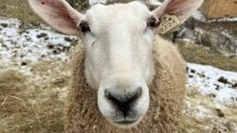 A sheep at Kinder Way Farm Sanctuary at Middlebury, Vermont.