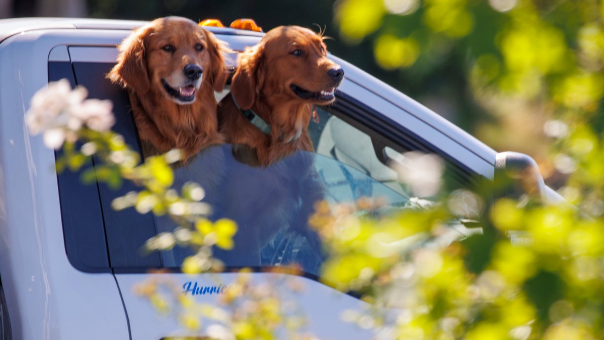 is it illegal to drive with a dog without a seatbelt