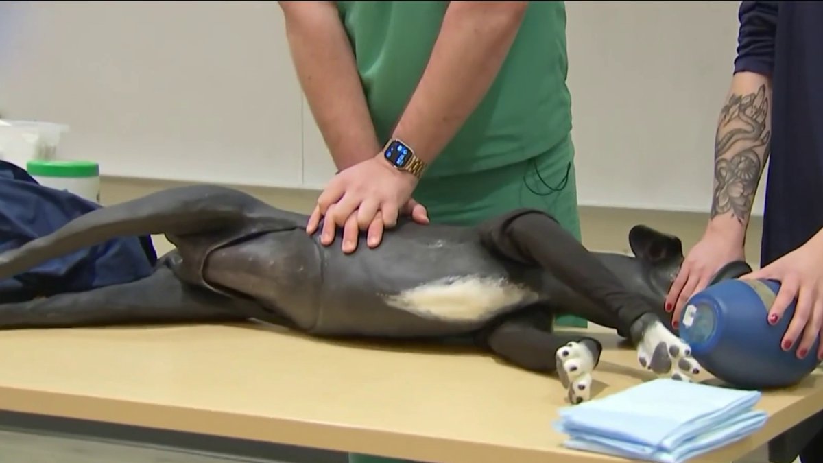 Nero’s Law Vets Learn How to Train EMTs to Care for Police DogsEMS