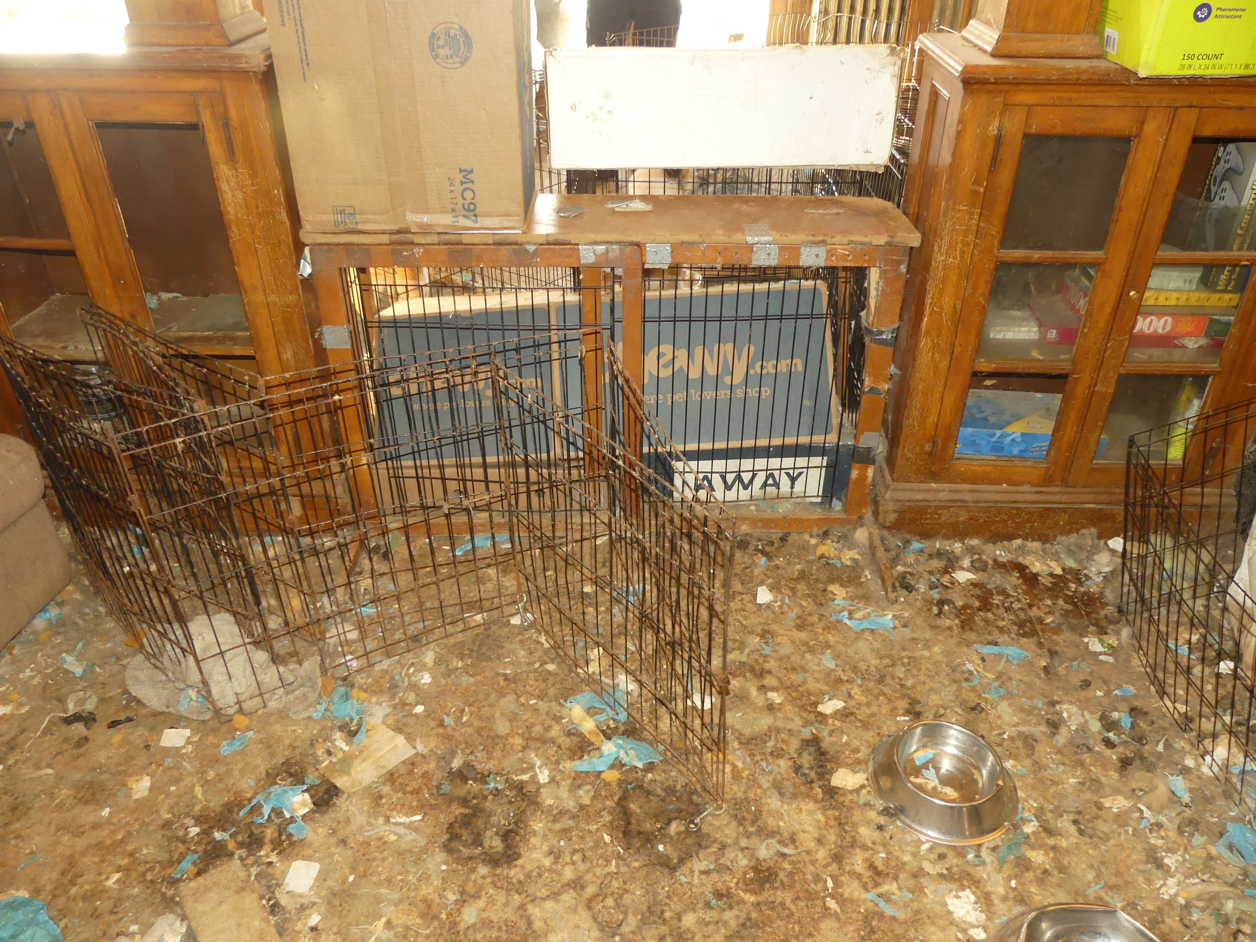 Photos of a home in Malden where investigators say 18 dogs were found living in unsanitary conditions.