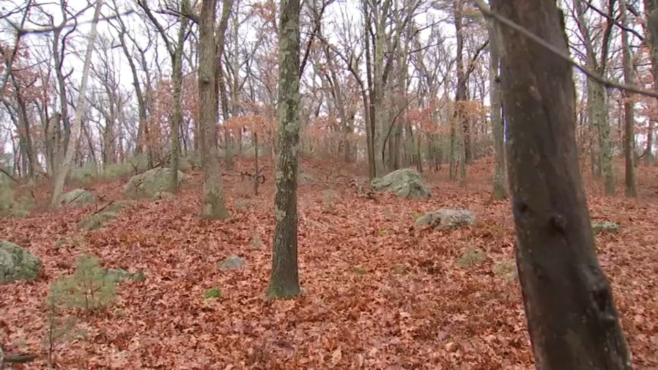 Residents 'Horrified' Over Proposed Solar Farm Near Waltham/Lexington Line – NBC Boston - Vimarsana News