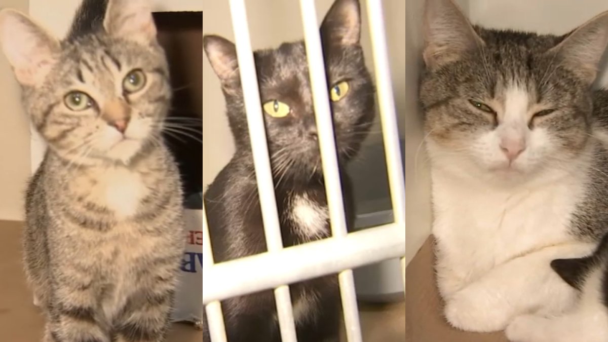 UPDATE: Cats Rescued From Hoarding Situation Progressing - Animal Rescue  League of Boston