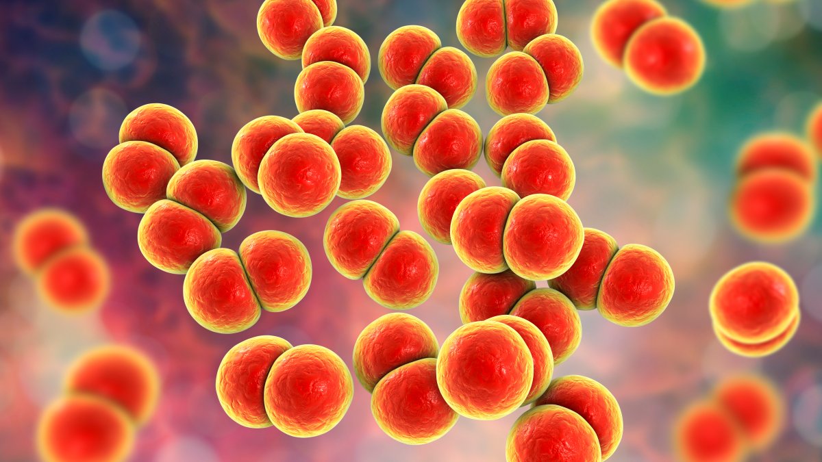 New Gonorrhea Strain Found in Massachusetts Is ‘Concerning’ NBC Boston