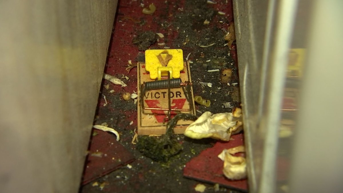 Melrose Fire Houses’ ‘Deplorable’ Conditions Rats, Leaks, Sewage NBC Boston