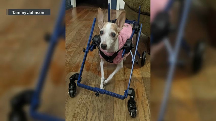 Tag: animal rescue – NBC Boston Tag: animal rescue – NBC Boston