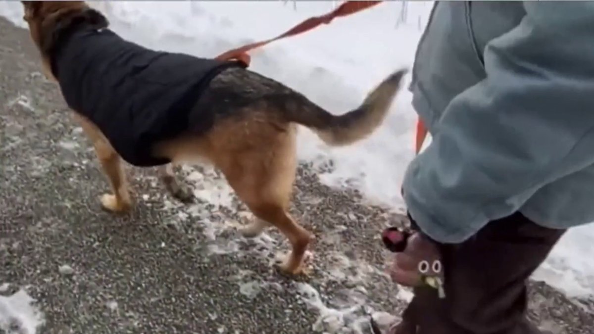 Veterinarian Tips to Keep Pets Safe in Severe Cold NBC Boston