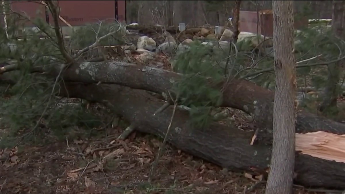 Falling Tree Injures 3 People in Lynnfield – NBC Boston