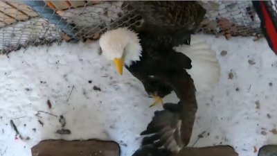 Bald Eagle Rescued After Being Sickened by Rat Poison – NBC Boston