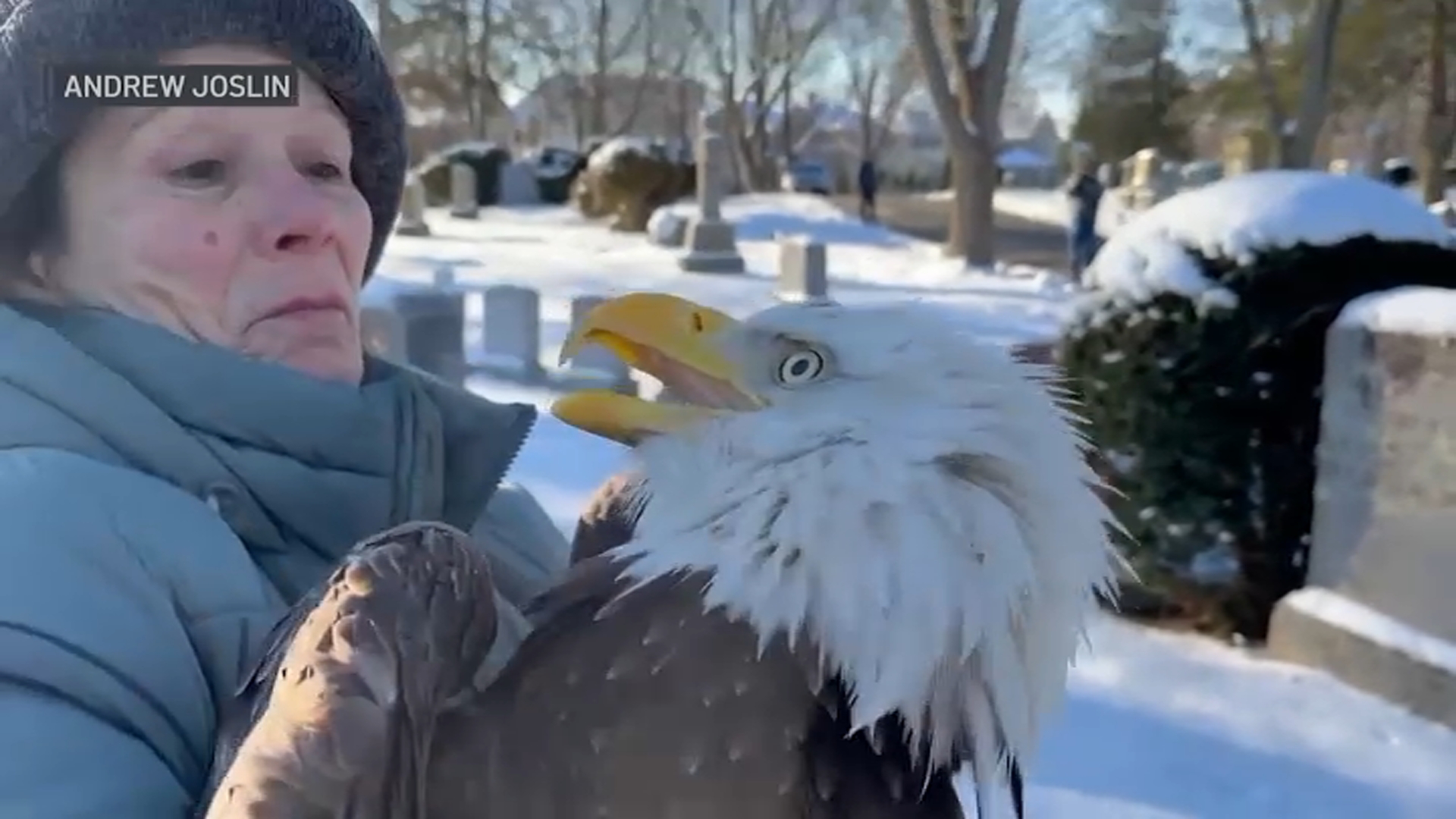 Wildlife officials capture bald eagle thought to be sickened by rat poison  