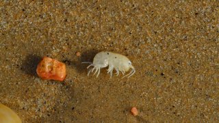 Name a Parasite for Valentine's Day: How to – NBC Boston Name a Parasite for Valentine's Day: How to – NBC Boston