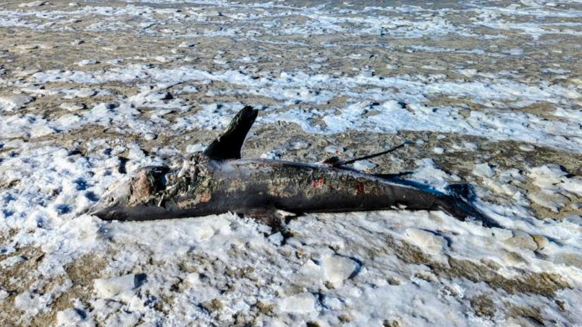 Frozen Shark Cape Cod: Porbeagle Shark Washes Up on Cold Storage Beach ...