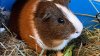 Boston looks to ban sale of guinea pigs in pet stores