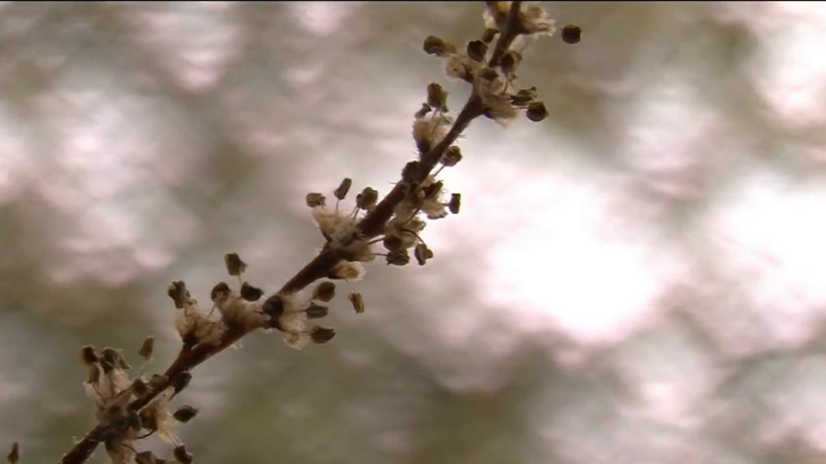 Allergy Season Starts Earlier and Lasts Longer NBC Boston