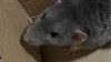 Man Threatened T Riders With Pet Rat at Malden Station, Police Say