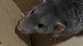 A pet rat taken from a man who allegedly used it to threaten riders on the Orange Line in Malden, Massachusetts, on Thursday, March 16, 2023.
