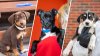 It's National Puppy Day. Meet Some of ARL Boston's Adorable Pups