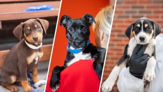 Three puppies being cared for by the Animal Rescue League of Boston