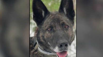 New Bill Aims to Help Police K9s in Need