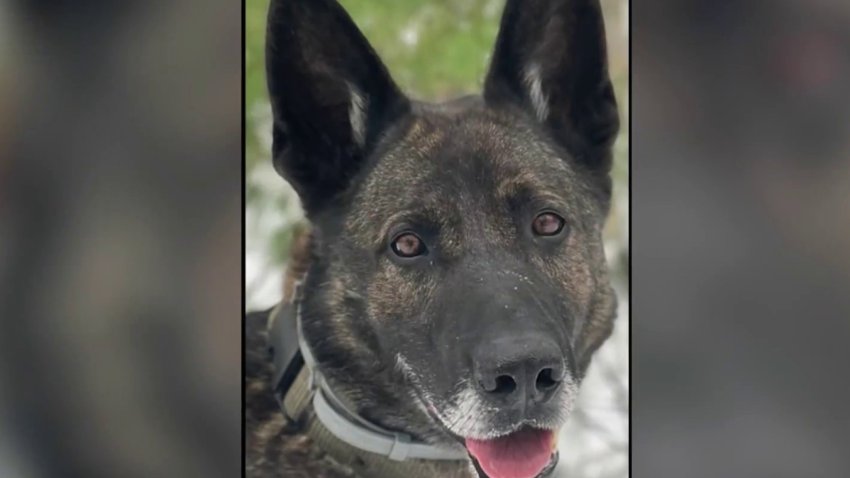 New Bill Aims to Help Police K9s in Need