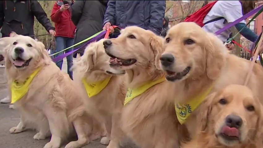 More Than 100 Golden Retrievers Walk to Honor Official Boston Marathon Dog ‘Spencer'