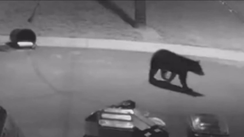 Bear Spotted Roaming Streets of Kensington Neighborhood