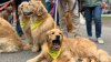 Hundreds of Golden Retrievers Walk a Mile for the Official Boston Marathon Dog