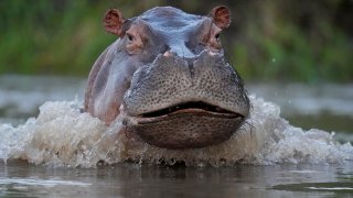 FILE - A hippo swims in the Magdalena River in Puerto Triunfo, Colombia, Feb. 16, 2022.