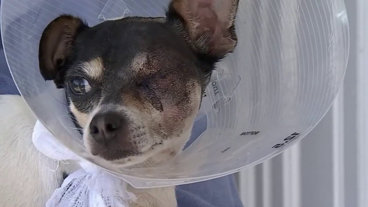 North Miami Beach Family Claims UPS Worker Kicked Out Dog’s Eye NBC
