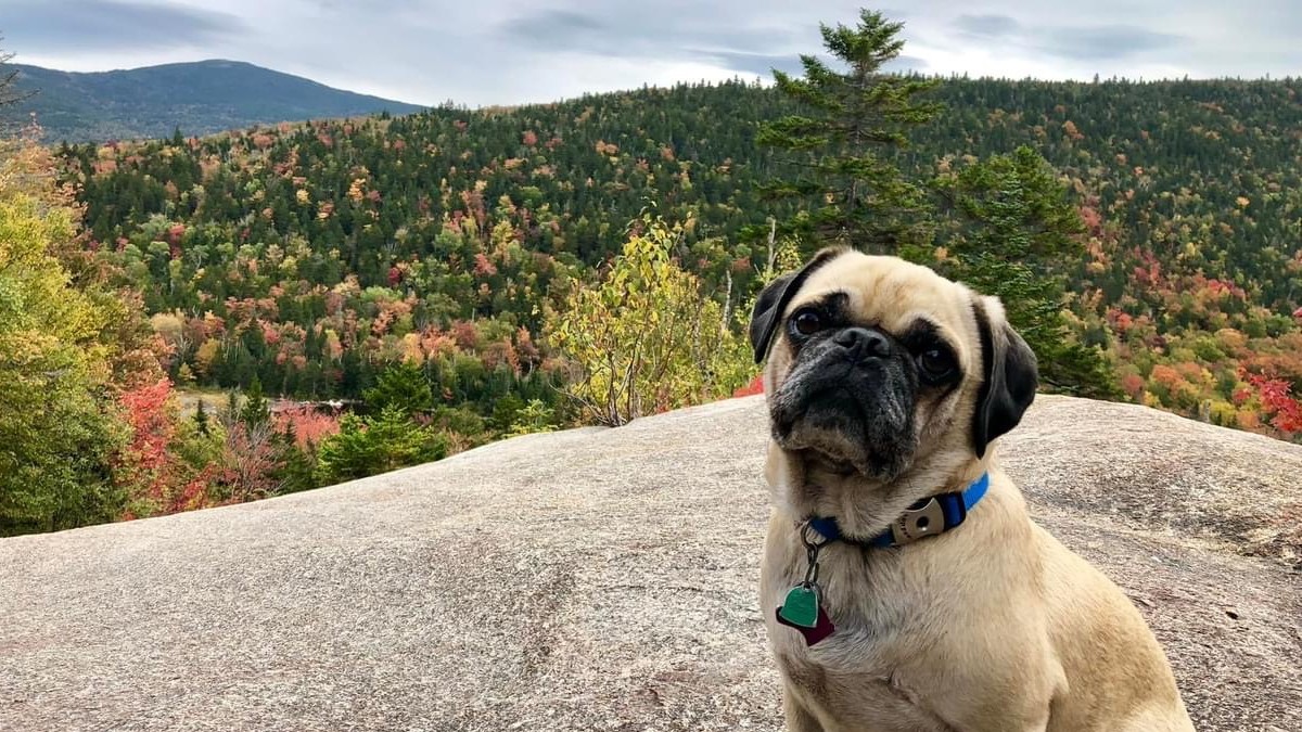 Top Dog: Woof the Pug Has Hiked New Hampshire’s 48 Tallest Mountains With His Owner
