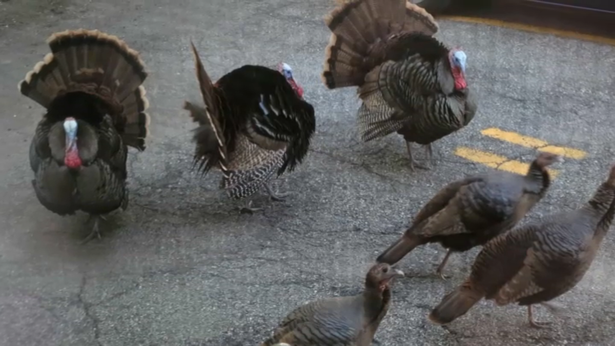 Turkey Attack Leaves Mail Carrier With Broken Hip: ‘I Was Horrified’