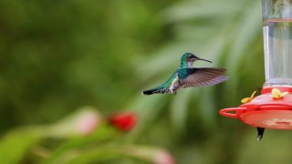 A hummingbird in Ecuador