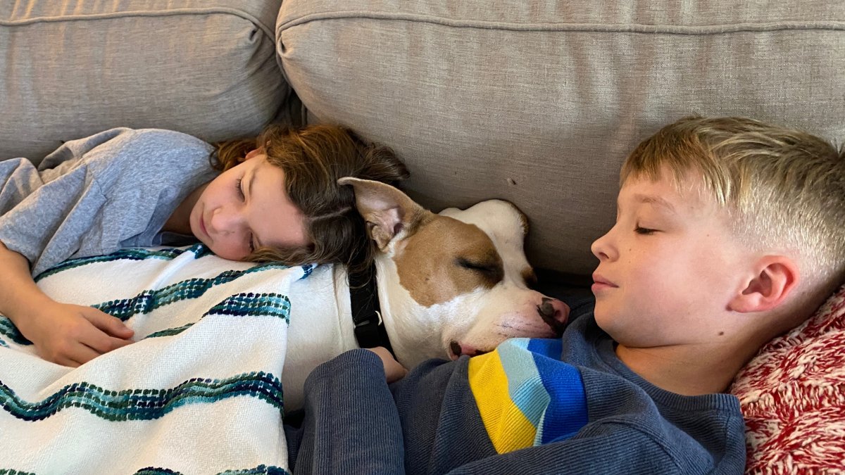 California Family Adopts 'Unicorn Dog' With Giant Bump on Her Head