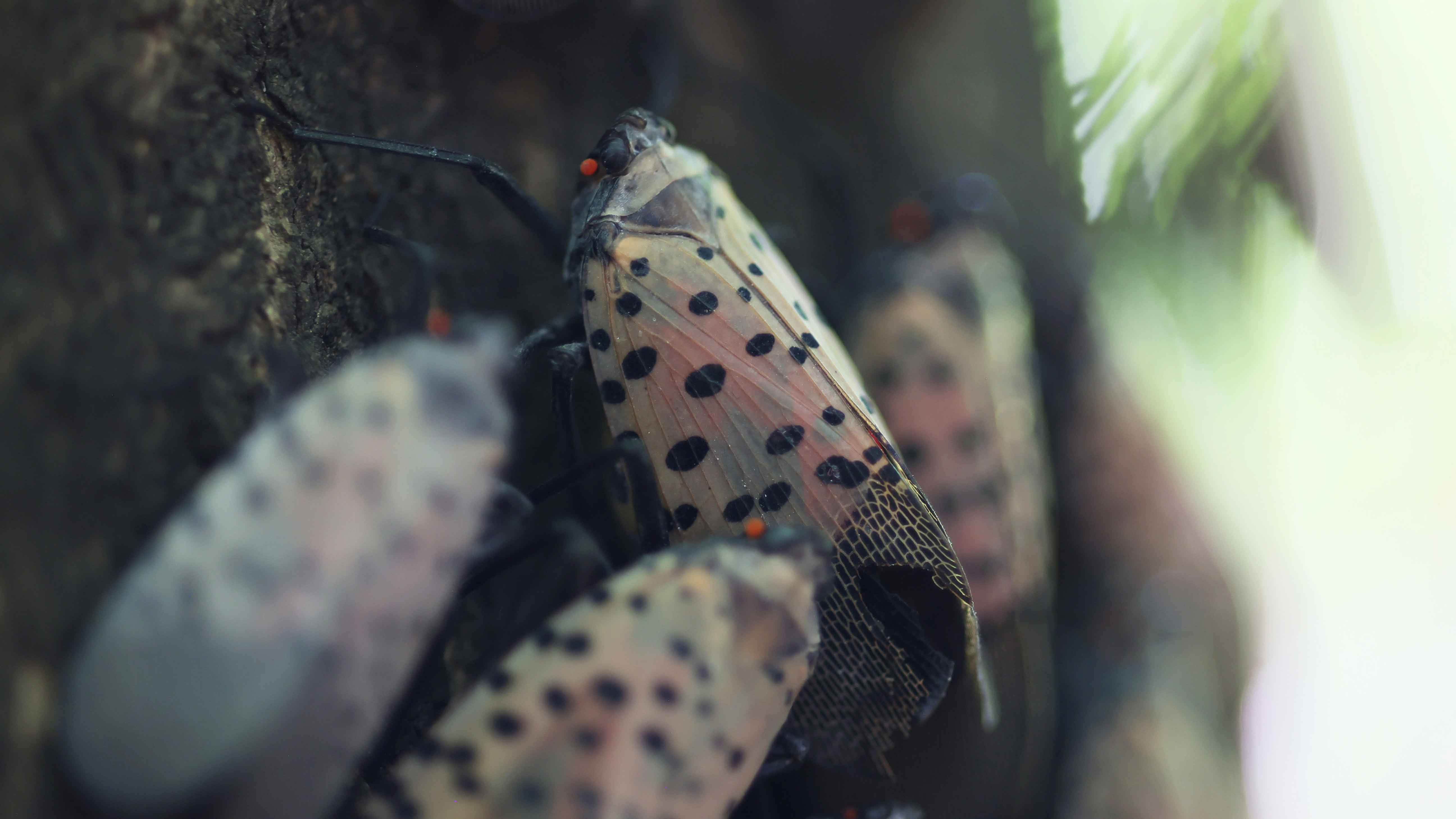 Spotted lanternfly: MA urges residents to kill invasive insect – NBC Boston