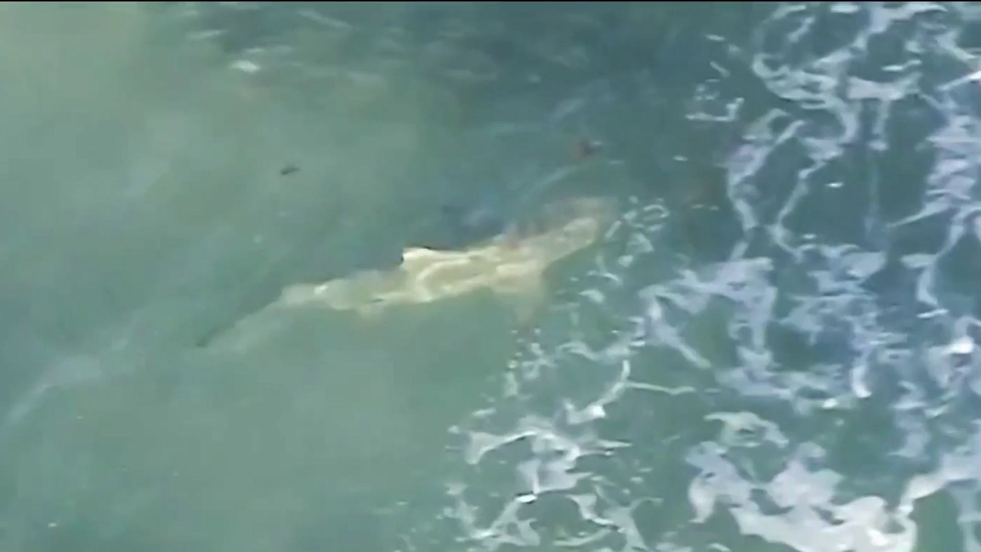 Sharks Headed to New England Ahead of Summer, image size:1920x1080