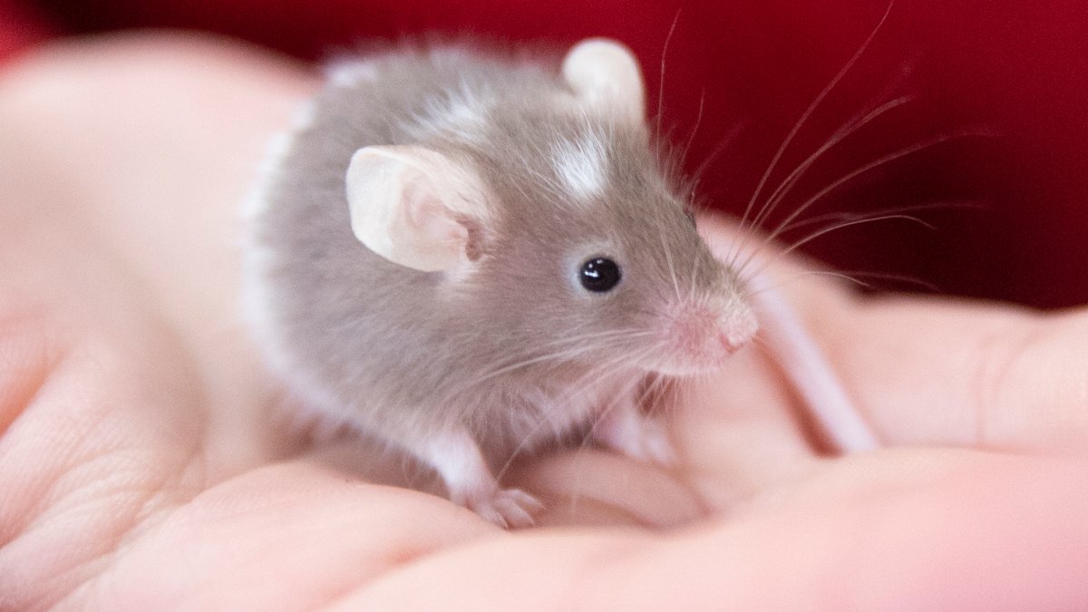 mice as a pet