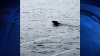 VIDEO: Bear Goes for a Swim Off Harbor in Marion
