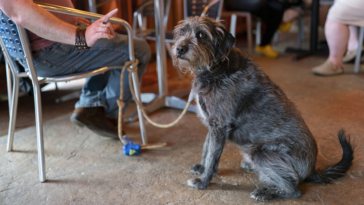 are dogs allowed in restaurants ma