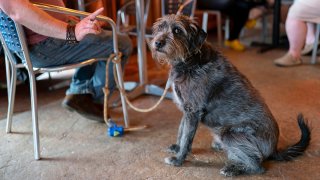 Monty Hobbs gestures towards his dog Mattox on the patio at the Olive Lounge in Takoma Park, Md., on May 4, 2023.